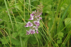 Pedicularis davidii