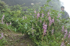 Pedicularis davidii
