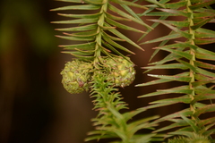 Cunninghamia lanceolata