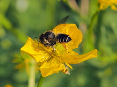 Megachile versicolor