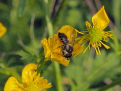 Megachile versicolor