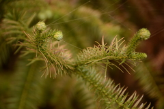 Cunninghamia lanceolata