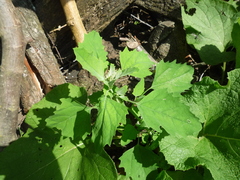 Chenopodium suecicum