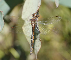 Procordulia jacksoniensis