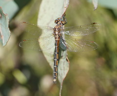 Procordulia jacksoniensis