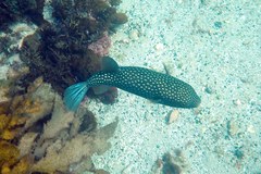 Arothron firmamentum