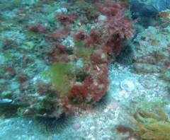 Evechinus chloroticus