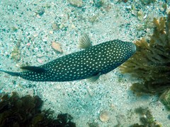 Arothron firmamentum