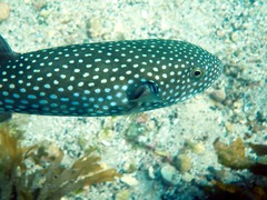 Arothron firmamentum