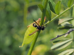 Gymnomerus laevipes