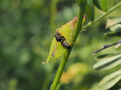Gymnomerus laevipes