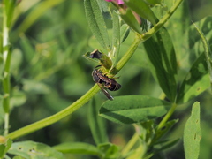 Gymnomerus laevipes