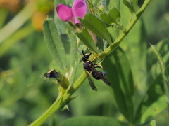 Gymnomerus laevipes