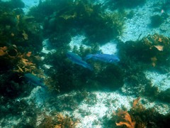 Arothron firmamentum