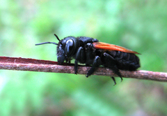 Megachile atrata