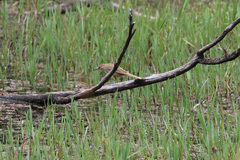 Acrocephalus australis australis