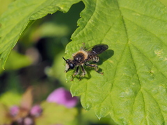 Choerades fuliginosa