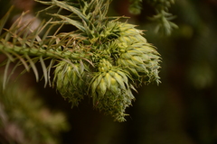 Cunninghamia lanceolata