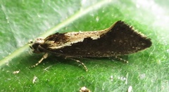 Tinea belonota