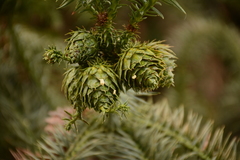 Cunninghamia lanceolata