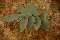 Ardisia cornudentata