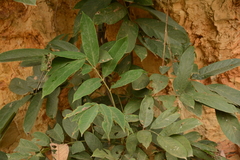 Ardisia cornudentata