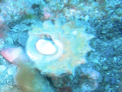 Astraea heliotropium