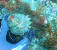 Astraea heliotropium