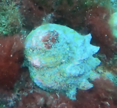 Astraea heliotropium