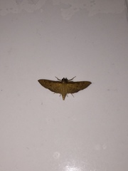 Nacoleia charesalis
