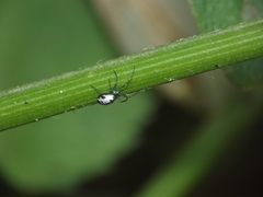 Mesida culta