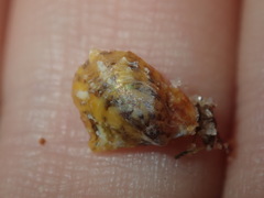 Pterioidea