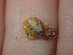 Pterioidea