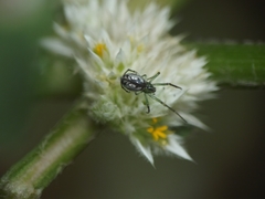 Mesida culta