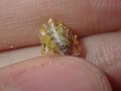Pterioidea