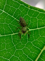 Salticidae