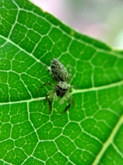 Salticidae