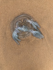 Catostylus