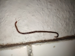 Geophilus carpophagus