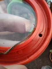 Geophilus carpophagus