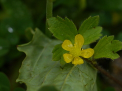 Ranunculus diffusus