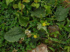 Ranunculus diffusus