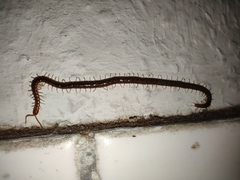 Geophilus carpophagus