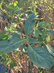 Gymnanthemum amygdalinum