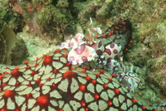 Pentaceraster cumingi