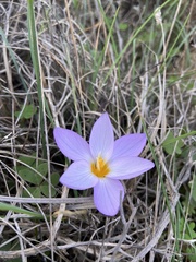 Crocus laevigatus