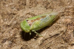 Viridicerus ustulatus