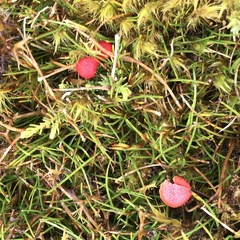 Pseudohygrocybe