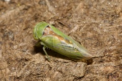 Viridicerus ustulatus