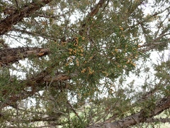 Juniperus scopulorum